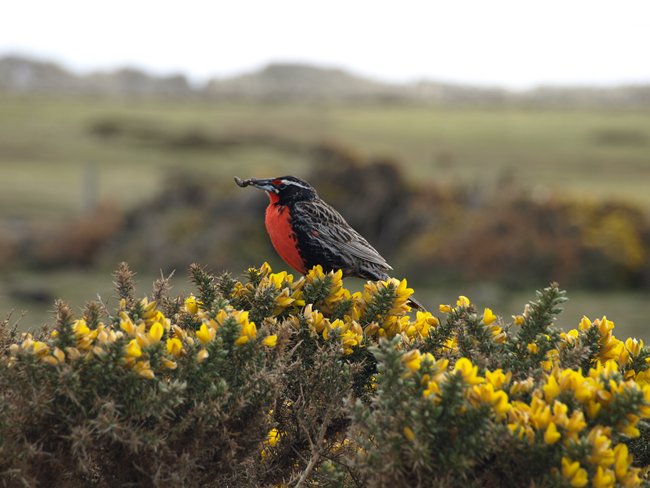 ../../Pictures/241209/033 Meadowlark.JPG